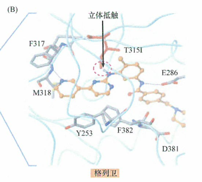 ​格列卫耐药肿瘤患者Bcr-Ab1的替代抑制剂研究