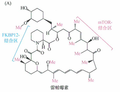 肿瘤治疗现状与展望的研究