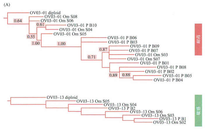 肿瘤基因的多样化和治疗的耐受性研究