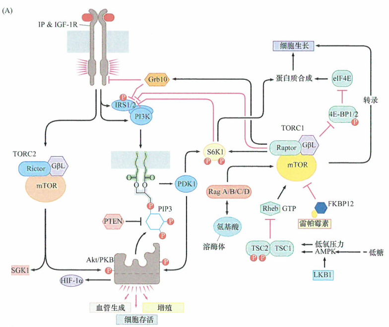 雷帕霉素的肿瘤治疗作用研究