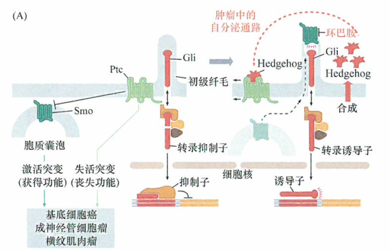 癌细胞Patched-Smoothened信号通路的干预研究
