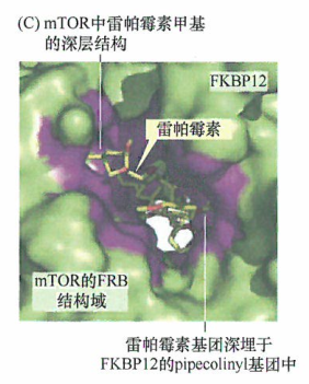 mTOR这一细胞生理调控分子是一个很有前景的抗肿瘤治疗靶点