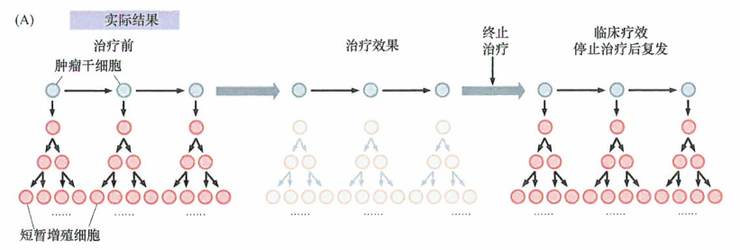 ​肿瘤干细胞的存在使得抗癌药物的发展面临着重大挑战