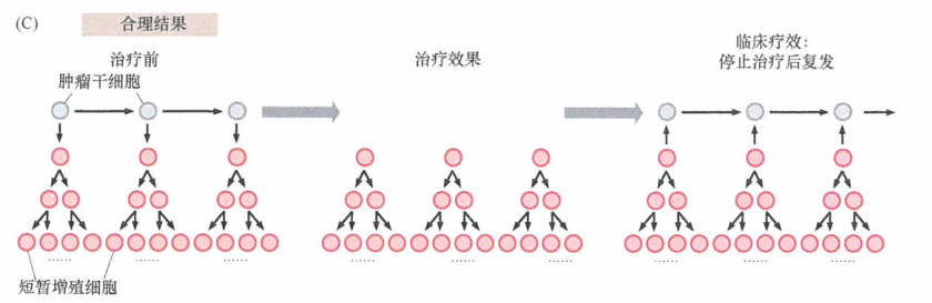 肿瘤中的非肿瘤干细胞在某些肿瘤中分化的研究