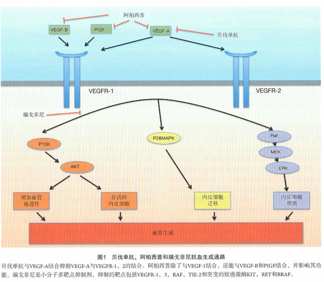 阿柏西普，抑制肿瘤生长血管生成和转移的临床试验研究