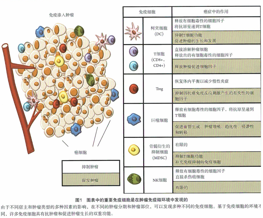抗肿瘤免疫应答与感染和外来抗原引起的宿主免疫应答的研究