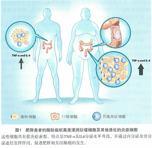 肥胖时宿主与微生物之间的相互作用对炎症的调节研究