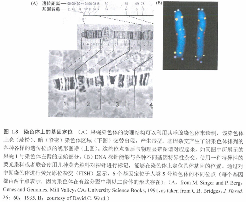 遗传定律决定基因和染色体如何运转的研究