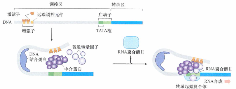 在肿瘤细胞中转录因子基因的表达作用研究