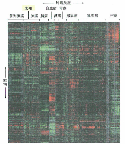 肿瘤基因的特征表达研究