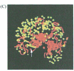 染色体片段拷贝数的增加和减少的研究