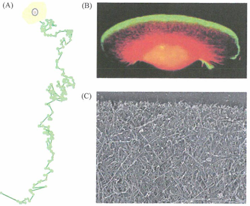 癌症形成的研究，蛋白质能够在细胞之间传递信号