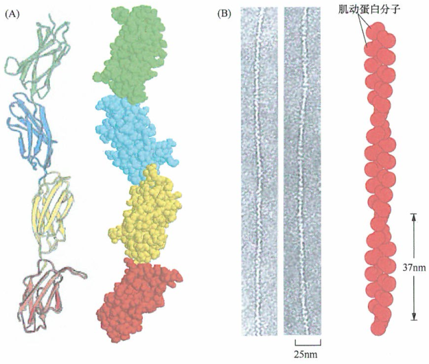 正在发生转录的基因被称为活跃表达的基因