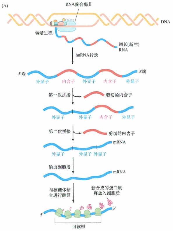 在真核细胞中RNA合成过程的研究