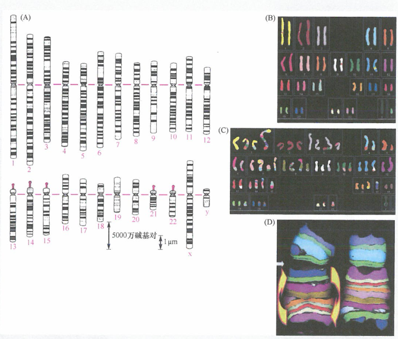 癌细胞通常是非整倍体的研究