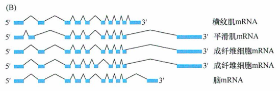 在真核细胞中RNA合成过程的研究