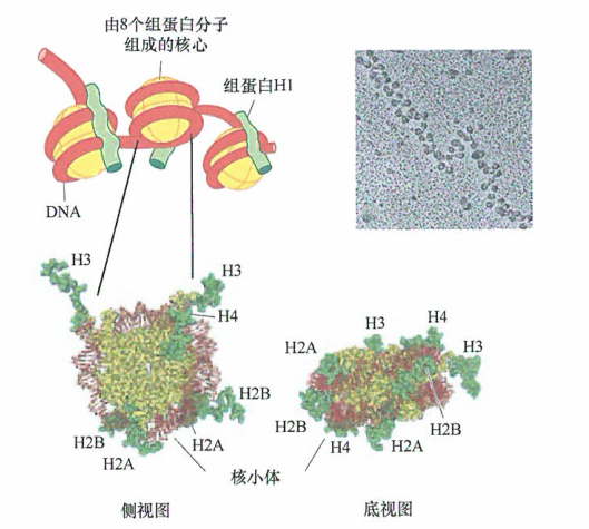 TF和RNA聚合酶与DNA相互作用的研究