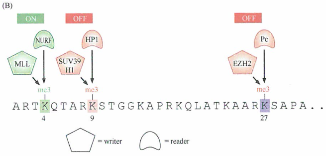 4种标准组蛋白的转录后修饰影响染色体结构和转录的研究