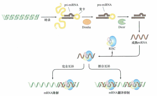 肺癌中miRNA在调节基因表达方面的潜在重要性研究