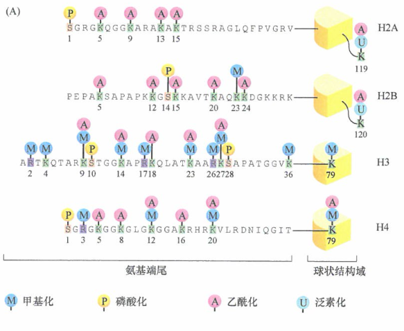 4种标准组蛋白的转录后修饰影响染色体结构和转录的研究