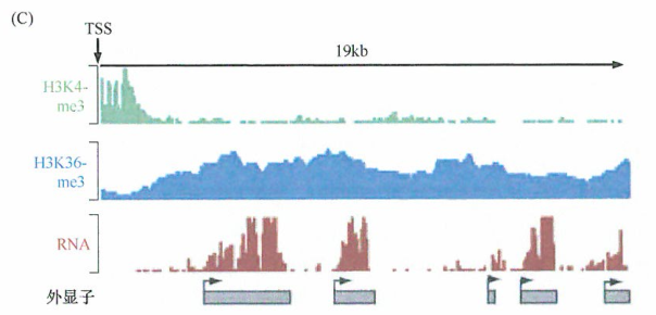 4种标准组蛋白的转录后修饰影响染色体结构和转录的研究