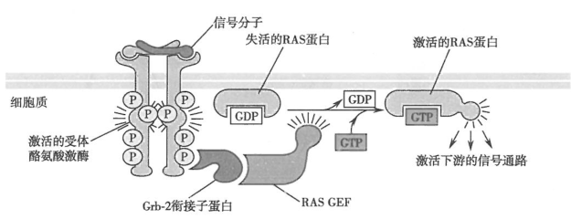 以及大部分细胞因子的信号,抗原结合淋巴细胞表面受体诱发细胞的各种