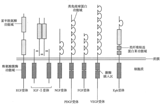 生长因子受体多为跨膜糖蛋白