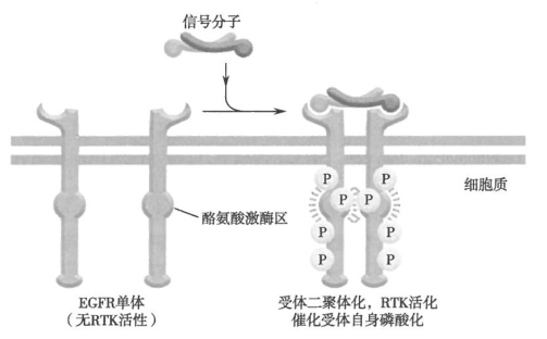 生长因子受体多为跨膜糖蛋白