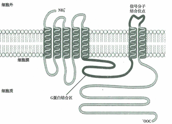 生长因子受体多为跨膜糖蛋白