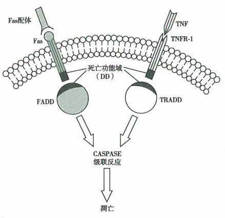 细胞凋亡途径，死亡受体和线粒体的研究