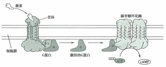 G蛋白偶联受体通路的研究