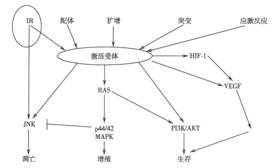 分子靶向药物和放射治疗联合增效作用的研究