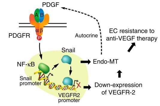 肿瘤细胞能自分泌血小板衍生生长因子（PDGF）