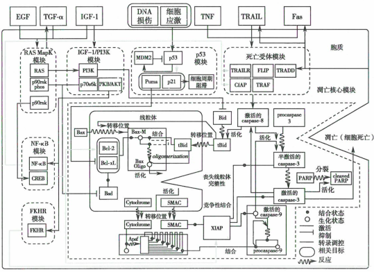 分子靶向治疗药物作用的靶点与癌细胞分子调节机制