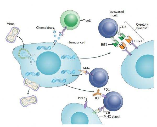 抗原特异性肿瘤免疫治疗/ASCI，会不会攻击正常细胞