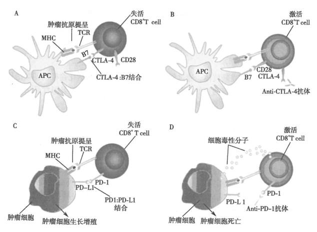 肺癌针对免疫check point免疫治疗
