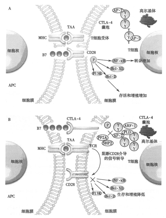细胞毒T淋巴细胞抗原4(CTLA-4)抗肿瘤机制是什么