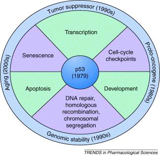 p53肿瘤疫苗免疫治疗