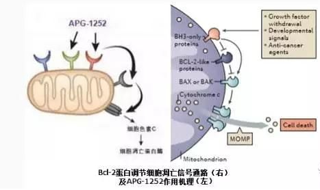 调控细胞凋亡的原癌基因Bcl-2