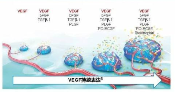 利用VEGF的多克隆抗体-贝伐珠单抗（BevaciZumab)