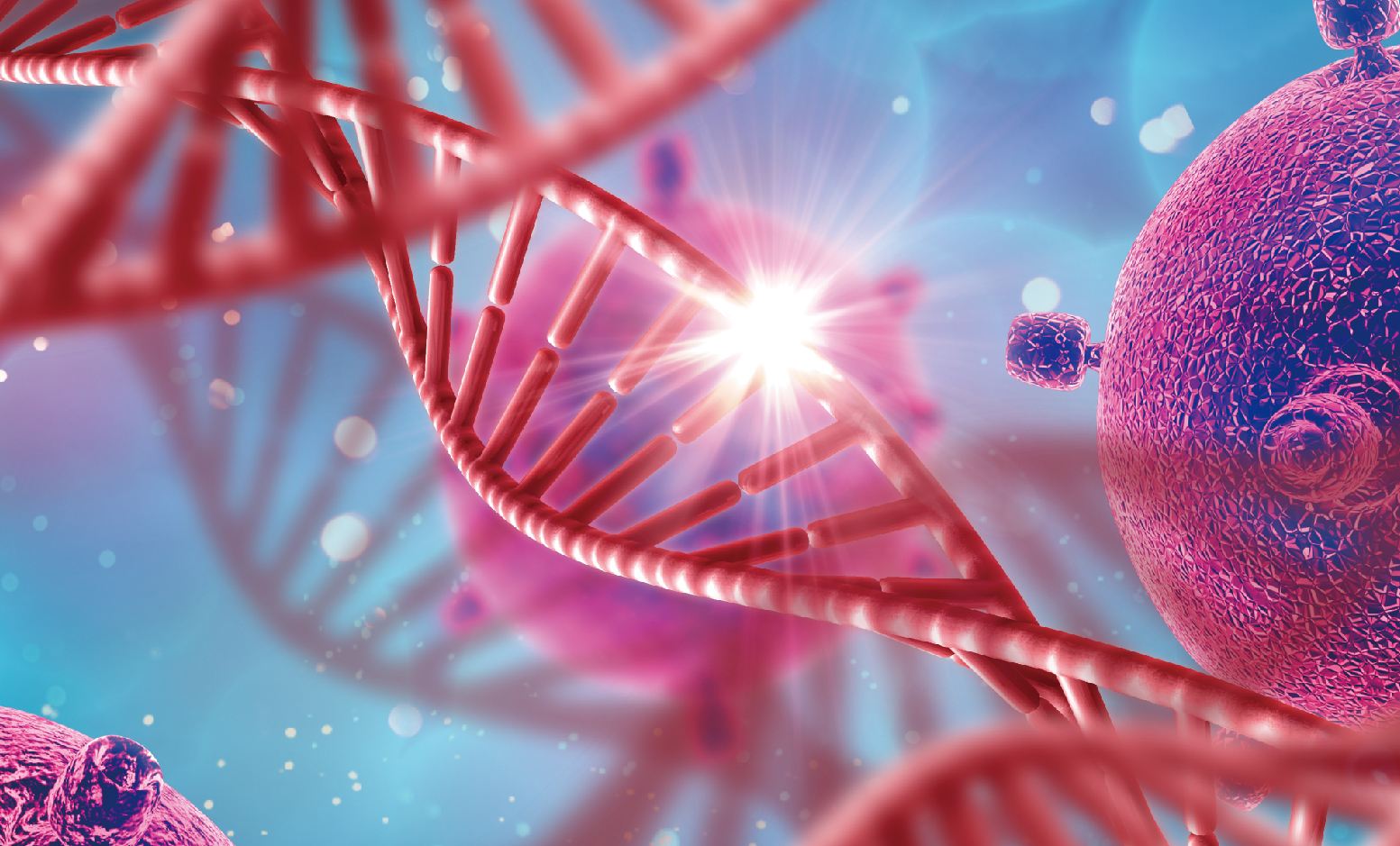 调控细胞凋亡的原癌基因Bcl-2