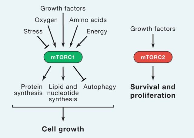 小细胞肺癌靶向治疗mTOR抑制剂的研究