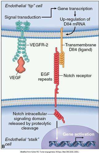 利用VEGF的多克隆抗体-贝伐珠单抗（BevaciZumab)