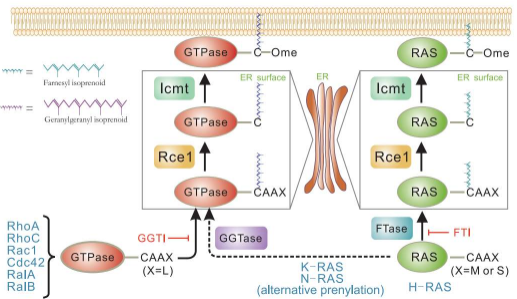 非多肤类的法尼基转移酶抑制剂