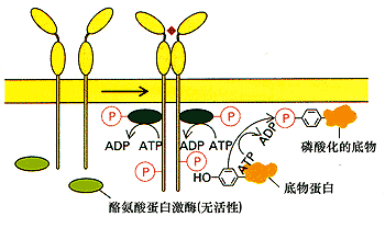 小细胞肺癌靶向治疗VEGF抑制剂