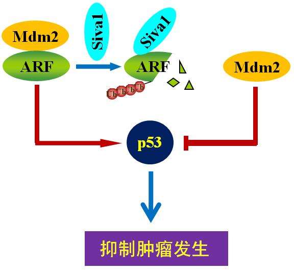 p53肿瘤疫苗免疫治疗