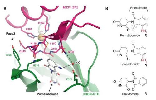 沙利度胺(Thalidomide)