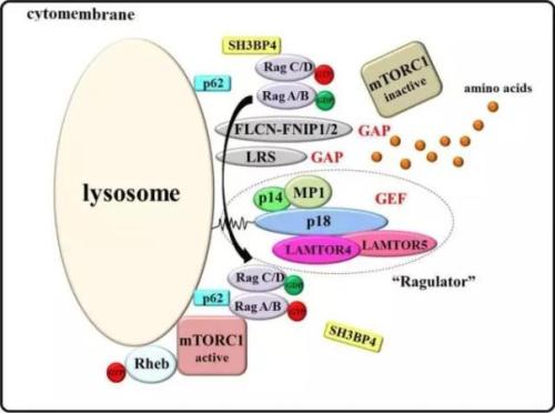 小细胞肺癌靶向治疗mTOR抑制剂的研究