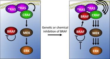 BRAF突变的靶向治疗已经取得了哪些成功？