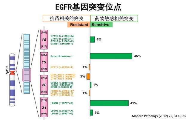 EGFR基因拷贝数增加的检测方法
